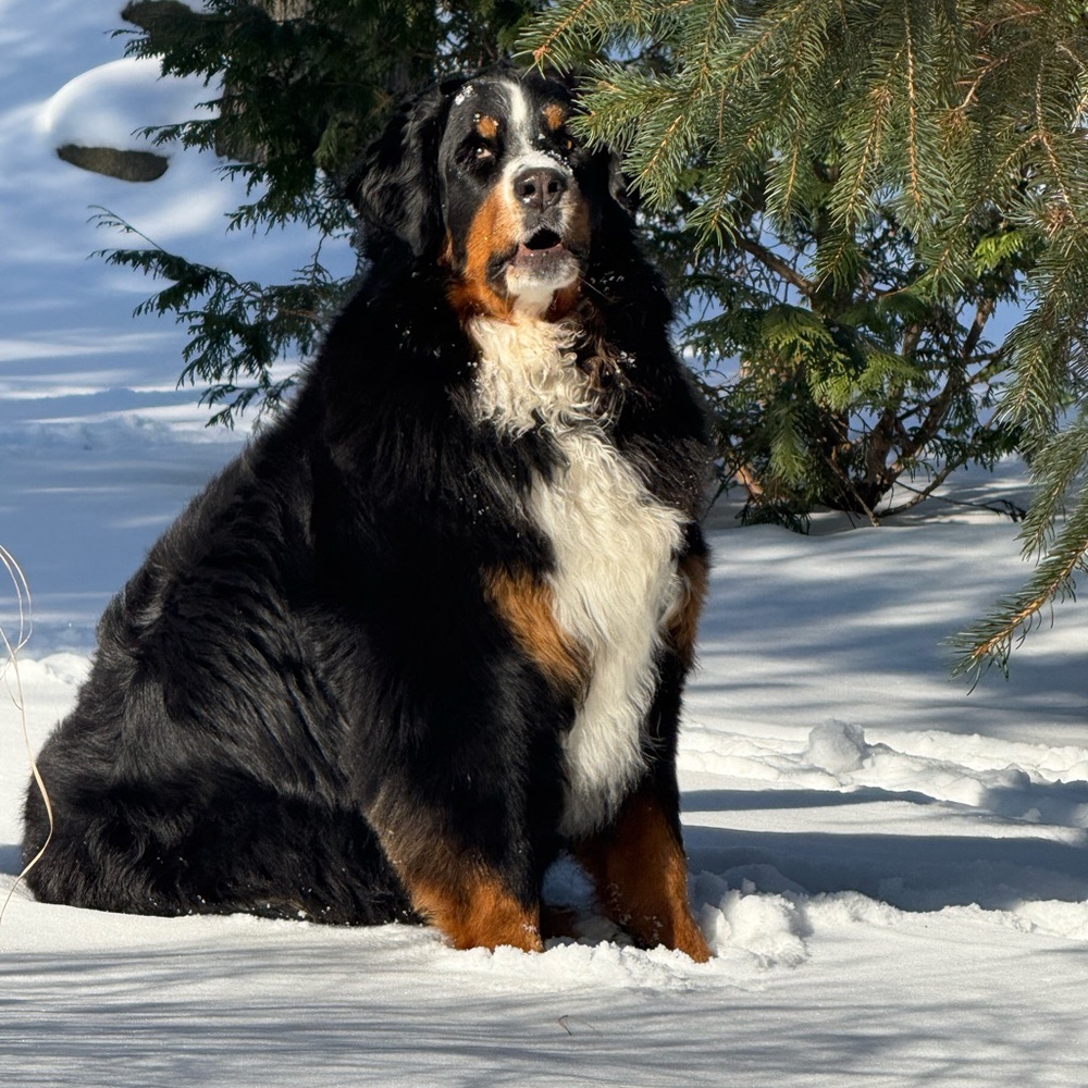 Meet your Posher, Julie